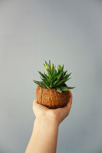 Midsection of person holding plant against white background