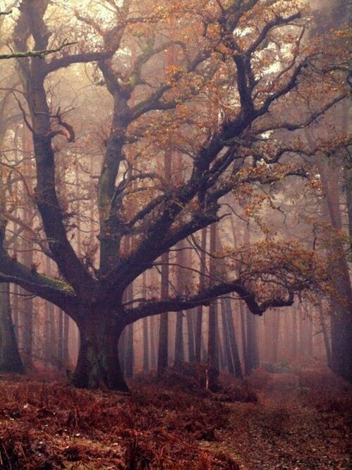 tree, branch, autumn, tranquility, tree trunk, nature, forest, beauty in nature, tranquil scene, change, scenics, growth, bare tree, season, woodland, outdoors, non-urban scene, idyllic, day, water