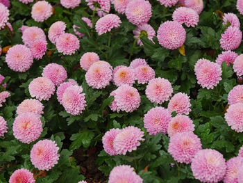 Full frame shot of pink flowering plants