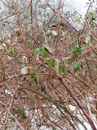 Close-up of trees in forest