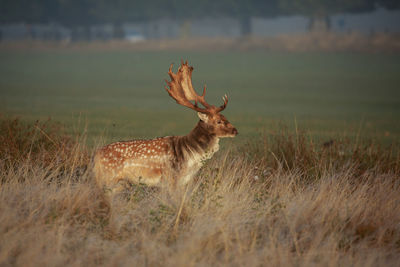 Deer standing on field