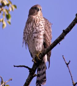 Low angle view of eagle perching on tree