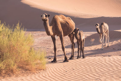 View of a desert