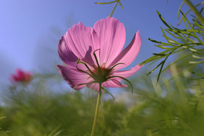 Close-up of pink flowering plant