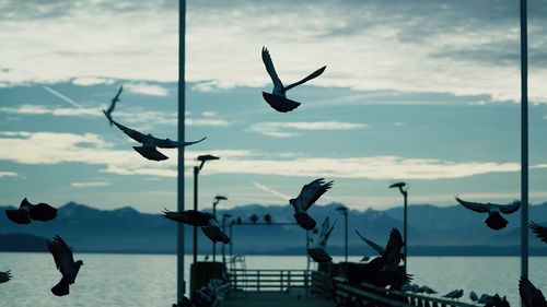 Seagulls flying over sea against sky