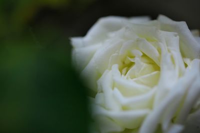 Close-up of white flower