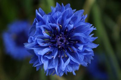 Close-up of purple blue flower