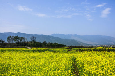 Scenic view of oilseed rape field against sky