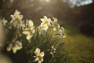 Close-up of white flowering plants on field