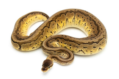 High angle view of a reptile against white background