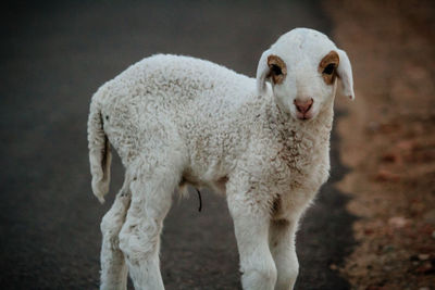 Portrait of sheep standing in a field