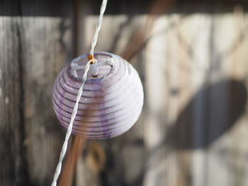 Close-up of bell peppers hanging on wood