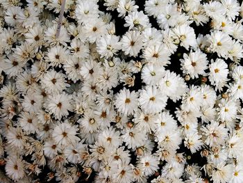 Full frame shot of flowering plants