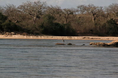 View of birds in lake