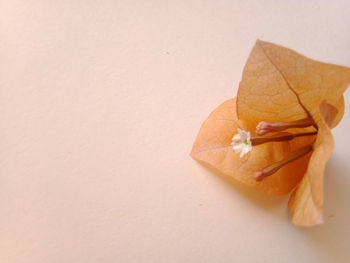 High angle view of bread on paper against white background