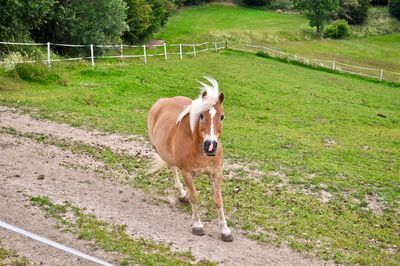 Horse standing in a field