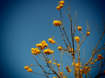 Low angle view of flower tree against clear sky