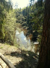 Reflection of trees in water