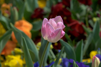 Close-up of pink tulip