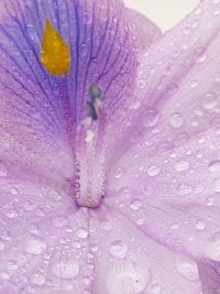 Close-up of raindrops on purple flower