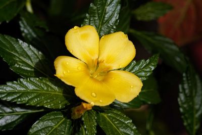 Close-up of yellow flowering plant