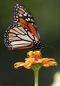 Close-up of butterfly pollinating on flower