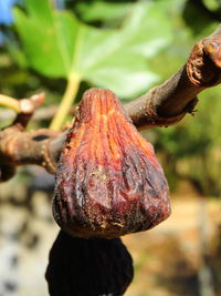 Close-up of fresh leaf