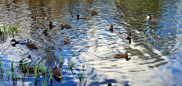 High angle view of birds swimming in lake