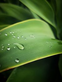 Close-up of leaves on leaf