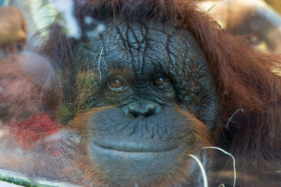 Close-up portrait of eye