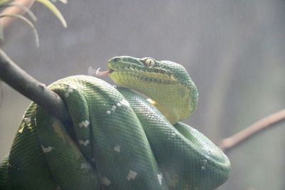 Emerald green boa