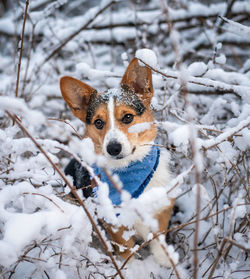 Dog in snow on land