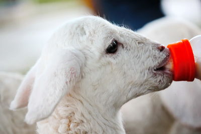 Close-up of a white horse