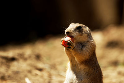 Black-tailed prairie dog eating carrot - on a blurred background