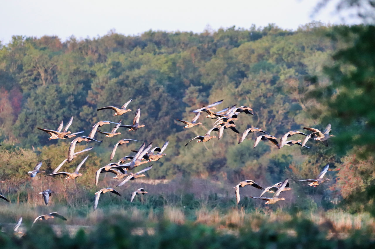 FLOCK OF BIRDS FLYING OVER LAND