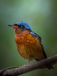 Close-up of bird perching on branch