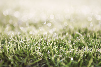 Close-up of wet grass growing in field