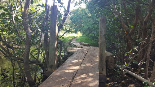 Narrow walkway along trees in park