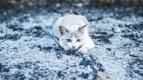 Portrait of cat on shore
