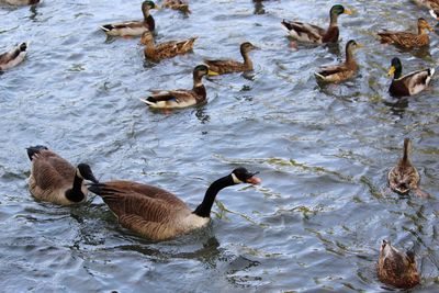 Ducks in the lake