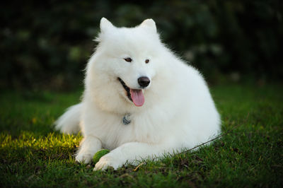 Close-up of dog sitting on grass