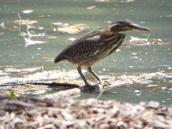 Bird perching on water