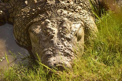 Close-up of animal on grass