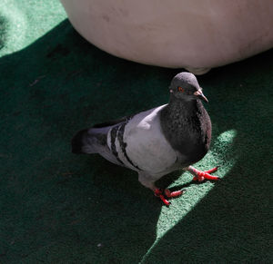 Close-up of bird perching