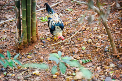 High angle view of bird perching on a land