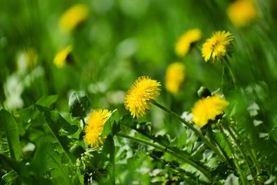 Close-up of yellow flowering plants on field