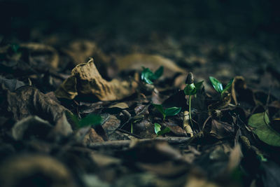 Close-up of dried leaves on field