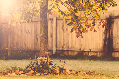 Plants and trees in backyard during autumn