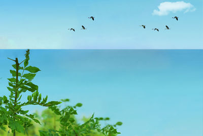 Birds flying over sea against clear blue sky