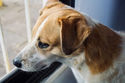 Close-up of dog looking away
